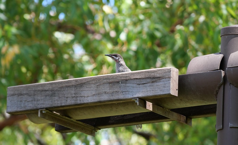 Installed water sources sustain Carnaby's cockatoos