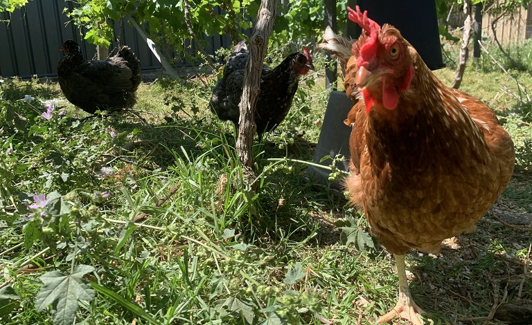 New local law removes animal ownership red tape