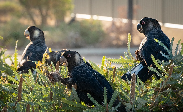 Kwinana embraces Living Green