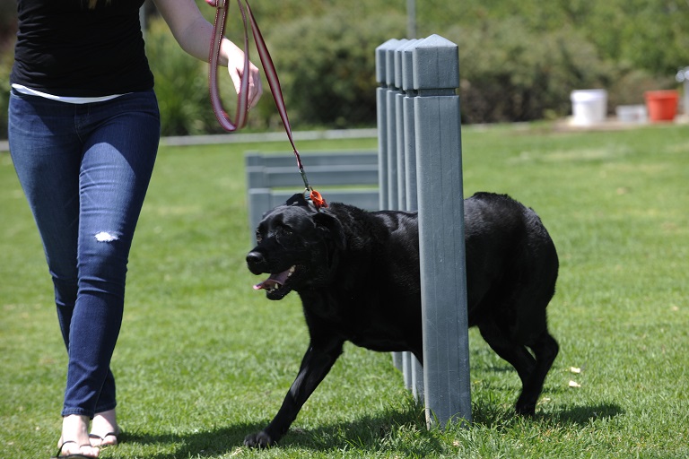 Dog park approved for Mandogalup
