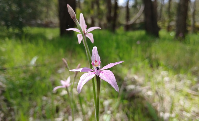 Wildflower walk celebrates biodiversity in Kwinana