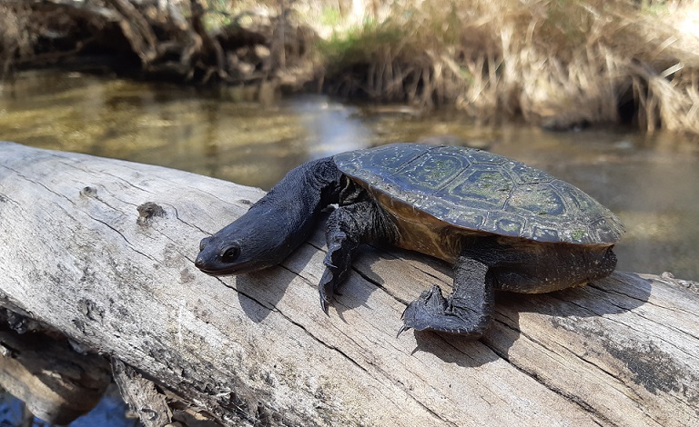 Biodiversity Month celebrates local flora and fauna