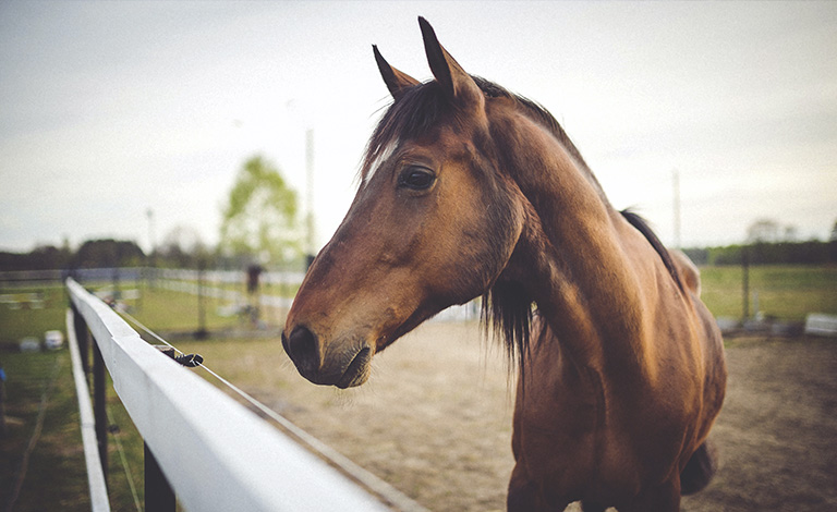 Small Landowners (Horses and Livestock) teaser image