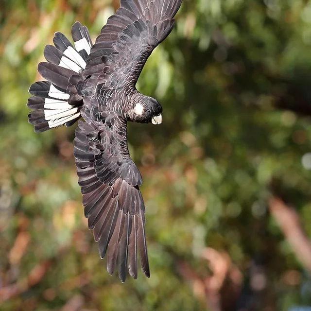 Living Green - Great Cocky Count– Community Citizen Science
