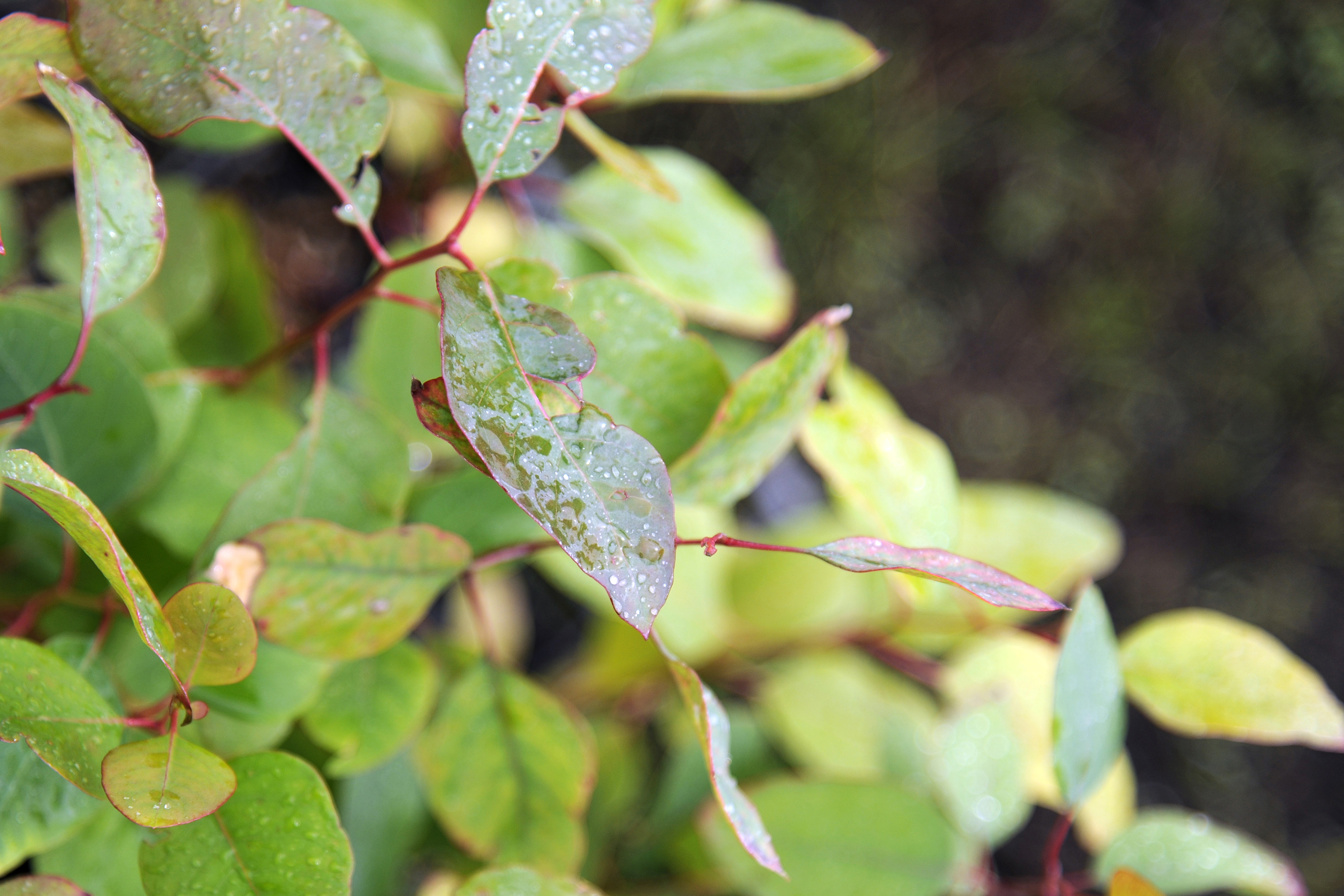 A close-up of leaves covered in dew.
