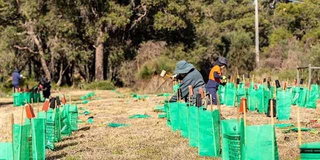 National Tree Day Community Planting Day - Henley Reserve 