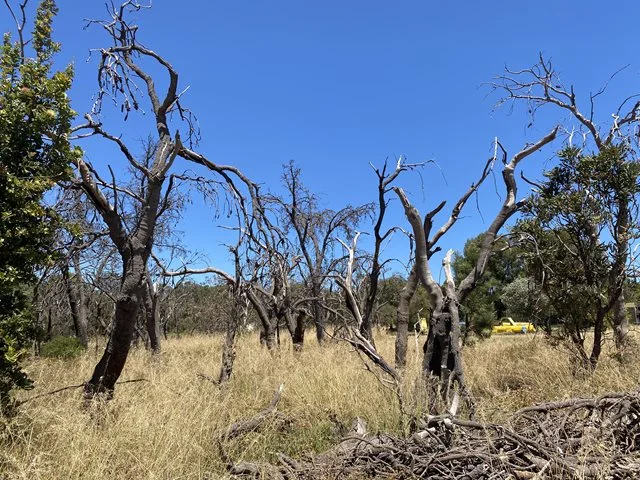 Protecting your Property from Dieback and Polyphagous Shot Hole Borer
