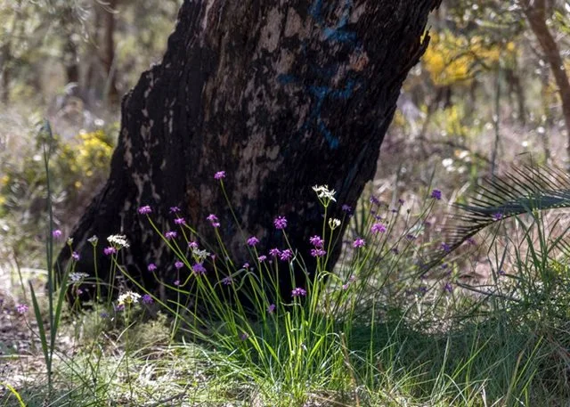 Wildflowers and Pollinators- Guided Walk Event