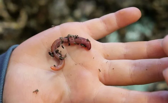 Children's Worm Farm Workshop