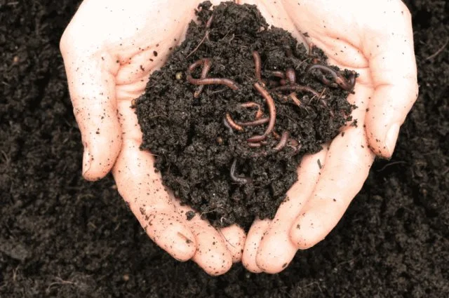 Worm Farm Workshop 