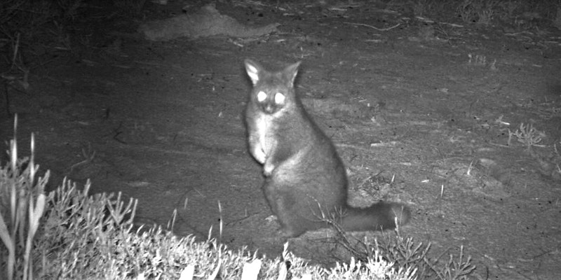 A possum at night