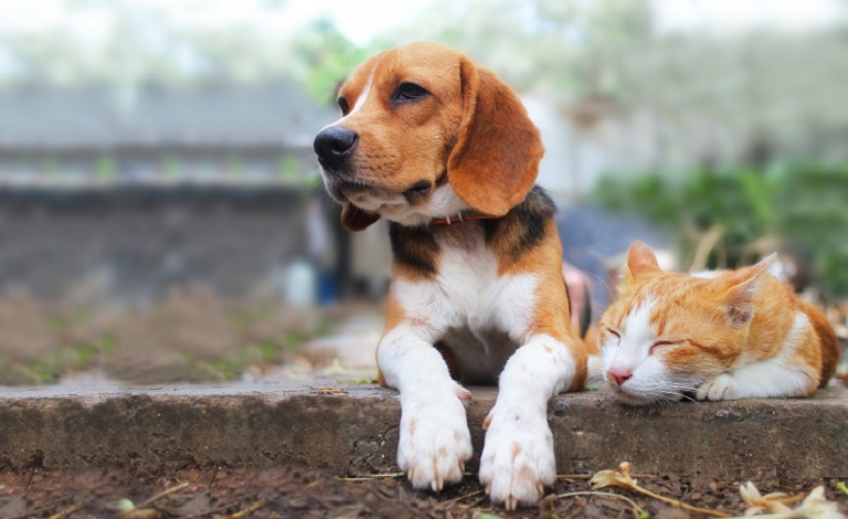 Lost or Found Cats and Dogs: Pet Services teaser image