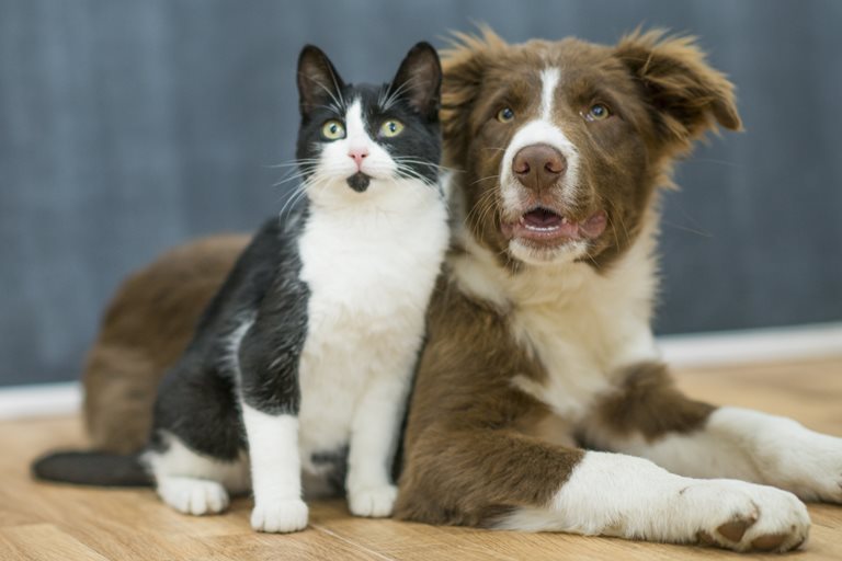 Cat or Dog Registration Renewal teaser image