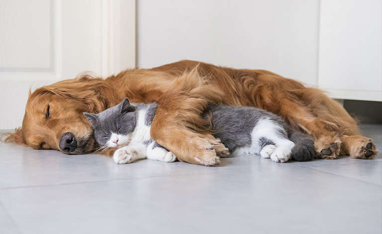 Registering Cats and Dogs: Pet Ownership teaser image