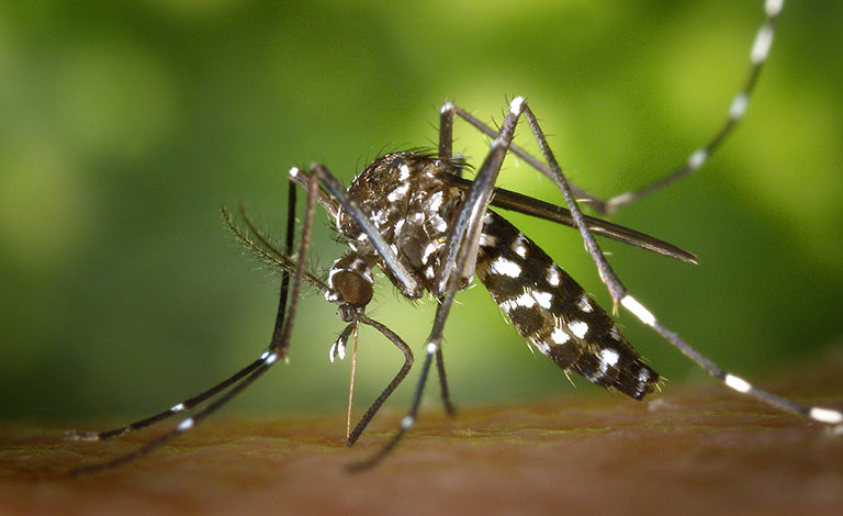 A close-up of a mosquito standing on a person's skin. 