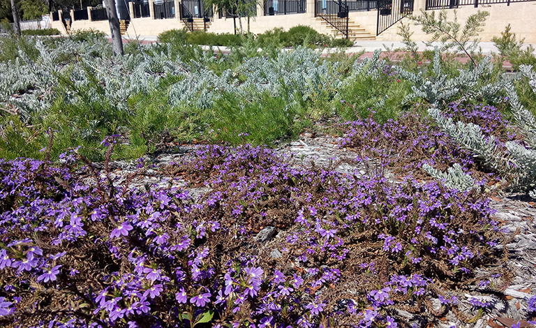 Greening Public Spaces: Urban Tree and Verge Care teaser image