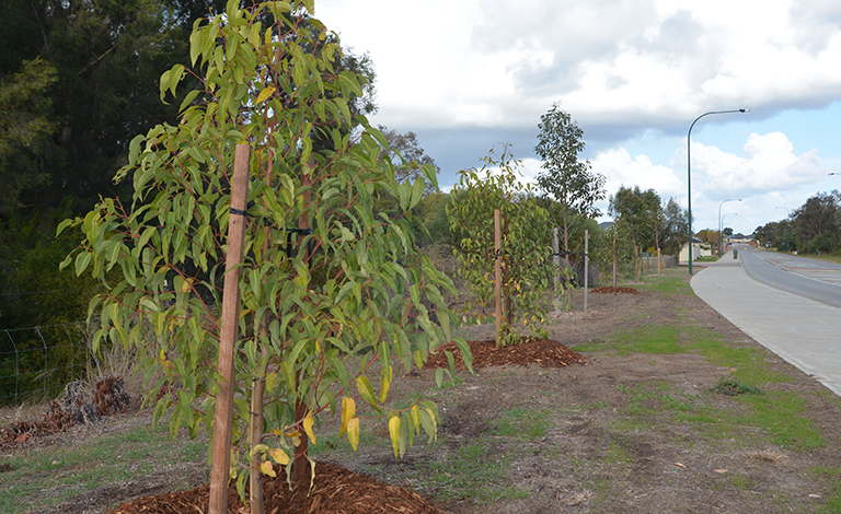 Greening Our Community: Apply for Street Tree teaser image