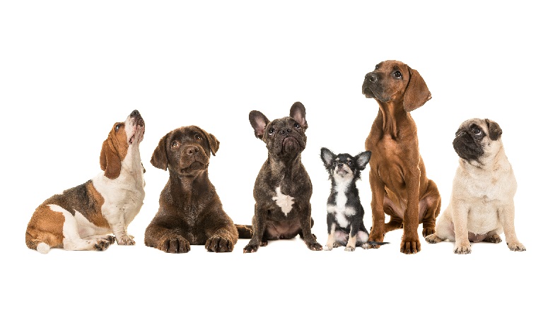 Responsible Dog Ownership: Guidance  teaser image
