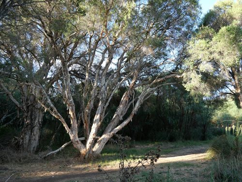 Freshwater Paperbark of Sloans Reserve