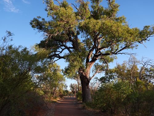 Majestic Jarrah of Wildflower Reserve