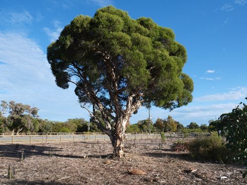 Stout Paperbark of Wandi