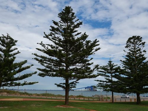 Norfolk Island Pines of Kwinana Beach