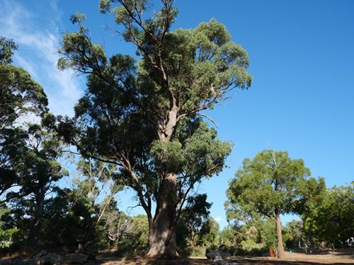 Aboriginal Scarred Tree