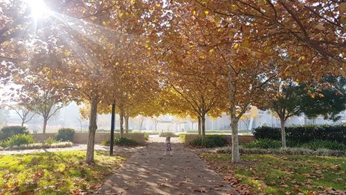 plane trees