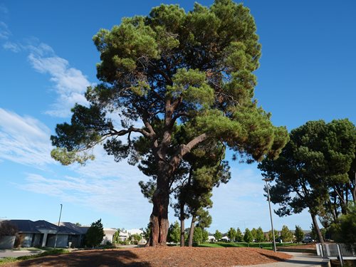 Giant Pine of Gemstone Park