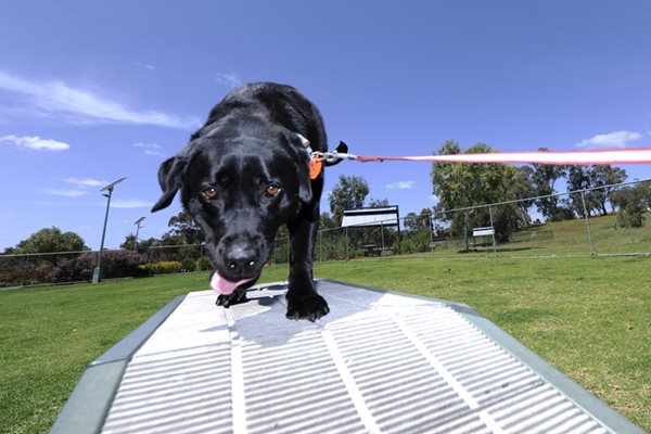 A dog in a dog exercise area.