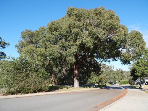 marri tree at rushbroke park